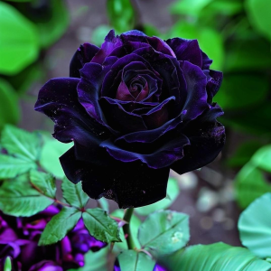 Роза Блэк Пантер купить по цене от 319р. в интернет-магазине «Посадика» с доставкой почтой в в Светлыйе и по всей России – [изображение №1].