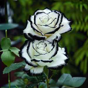 Роза Силк Ивин купить по цене от 319р. в интернет-магазине «Посадика» с доставкой почтой в в Светлыйе и по всей России – [изображение №1].