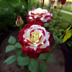 Роза Роял Глом купить по цене от 401р. в интернет-магазине «Посадика» с доставкой почтой в в Светлыйе и по всей России – [изображение №1].