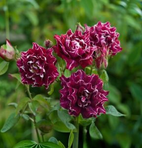 Роза Опаловый Пейзаж купить по цене от 490р. в интернет-магазине «Посадика» с доставкой почтой в в Светлыйе и по всей России – [изображение №1].