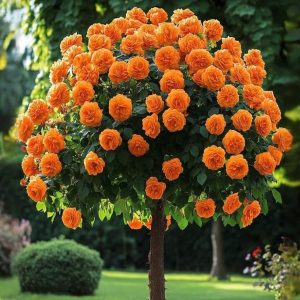 Роза Солнечный Шарм купить по цене от 349р. в интернет-магазине «Посадика» с доставкой почтой в в Светлыйе и по всей России – [изображение №1].