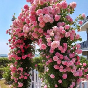 Роза Пастель Розе купить по цене от 605р. в интернет-магазине «Посадика» с доставкой почтой в в Светлыйе и по всей России – [изображение №1].