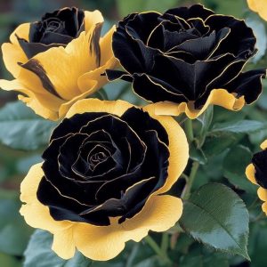 Роза Ханни Сикл купить по цене от 700р. в интернет-магазине «Посадика» с доставкой почтой в в Светлыйе и по всей России – [изображение №1].