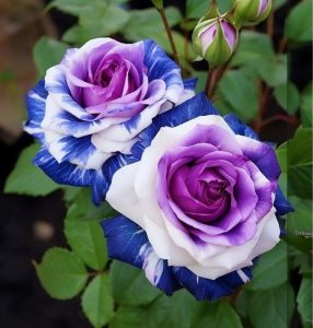 Роза Айвори Каскад купить по цене от 420р. в интернет-магазине «Посадика» с доставкой почтой в в Светлыйе и по всей России – [изображение №1].