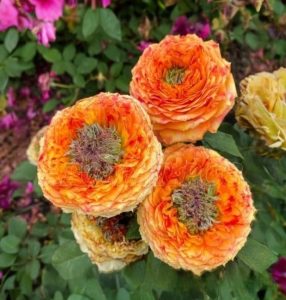 Роза Золотой Мираж купить по цене от 420р. в интернет-магазине «Посадика» с доставкой почтой в в Светлыйе и по всей России – [изображение №1].