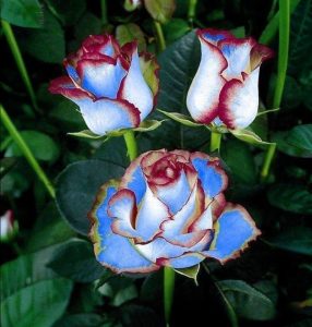 Роза Сафайер Пэтл купить по цене от 450р. в интернет-магазине «Посадика» с доставкой почтой в в Светлыйе и по всей России – [изображение №1].