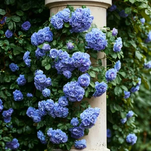 Роза плетистая Блю Перпл купить по цене от 540р. в интернет-магазине «Посадика» с доставкой почтой в в Светлыйе и по всей России – [изображение №1].